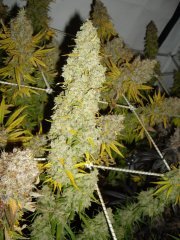 12/12 +87, Malawi