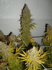 12/12 +87, Panama