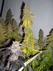 12/12 +87, Sour Ripper