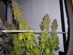 12/12 +87, Sour Ripper