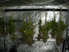 Sechoir, Kosher Kush