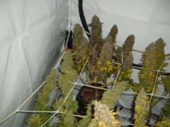 12/12 +95, Jack Herer