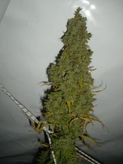 12/12 +95, Malawi
