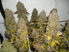12/12 +95, Jack Herer