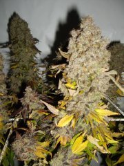 12/12 +95, Jack Herer