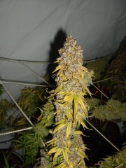 12/12 +95, Sour Ripper