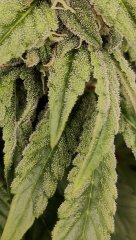 Kandykush