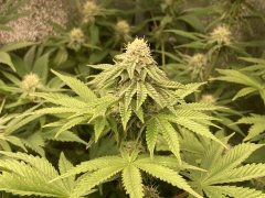 IMG_3569.jpeg