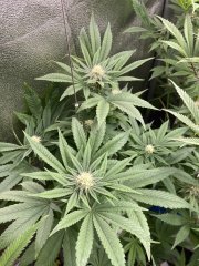 IMG_3570.jpeg