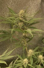 IMG_3580.jpeg
