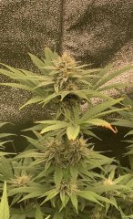 IMG_3582.jpeg