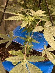 IMG_3591.jpeg