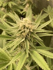 IMG_3592.jpeg