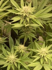 IMG_3594.jpeg