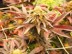 IMG_3740.jpeg