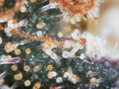 IMG_3751.jpeg