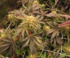 IMG_3752.jpeg