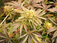 IMG_3754.jpeg
