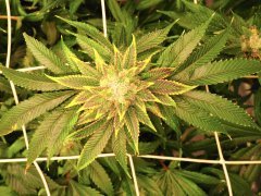IMG_3758.jpeg