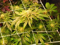 IMG_3761.jpeg