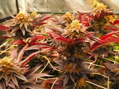 IMG_3762.jpeg