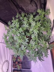 IMG_4310.jpeg