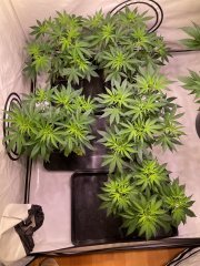 x4 Skunk #1 en haut, x1 NL#5 en bas