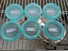 Tissue Culture v1 - Kinetin
