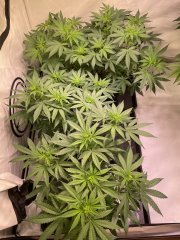 Skunk Family 🦨