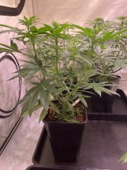 Skunk 🦨 2