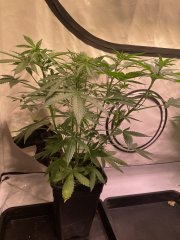 Skunk 🦨 3
