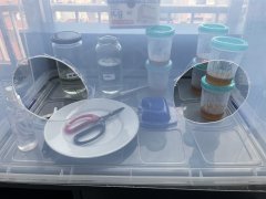 Explant sterilisation et transfers