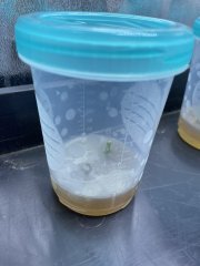 Récipient contaminé après transfert des explants
