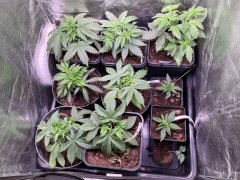 Pheno hunt: NL#5, Rosso Corsa, Willy G’s Libanese