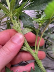 S2 Hermaphrodite