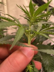 S3 Hermaphrodite