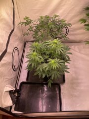 IMG_4519.jpeg