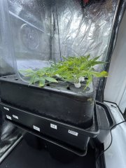 S1,S4 and GMO boutures