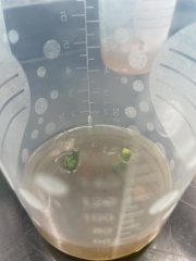 First growth in vitro