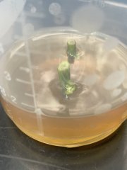 First set of leaves