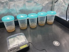 In vitro - Kinetin - Day 6