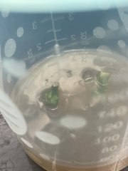 In vitro - Kinetin