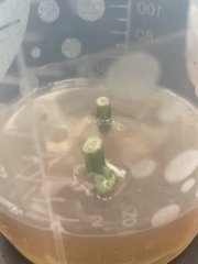 In vitro - Kinetin