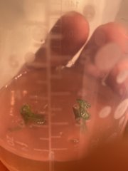 In vitro - Kinetin 0,5mg/litre - GMO