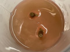 In vitro contamination