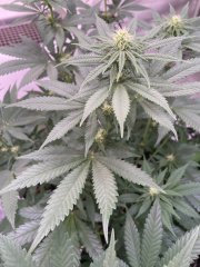 Skunk #1
