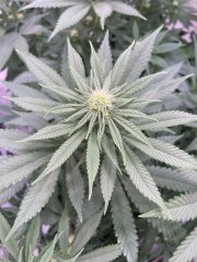 Skunk #1