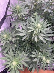 Skunk #1