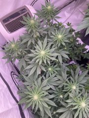 Skunk #1