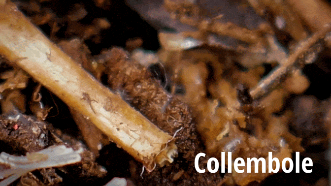 Collembole